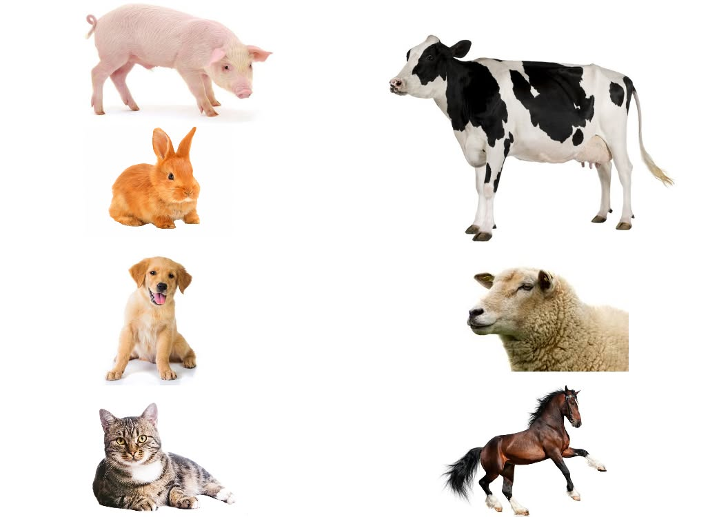Dieren
