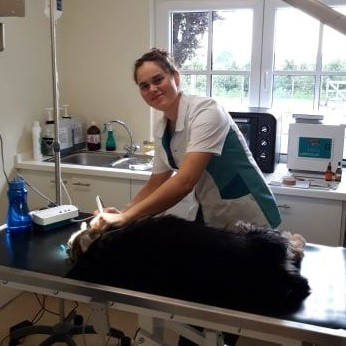 Dierenarts onderzoekt een vriendelijke hond in een rustige praktijkruimte